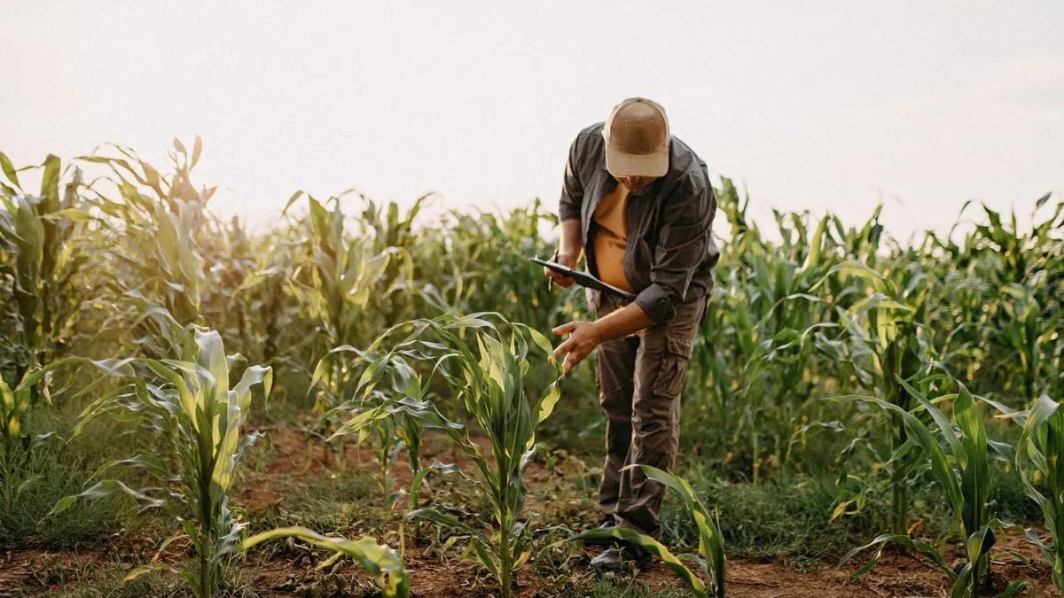 Agrônomo avaliando plantas em lavoura durante diagnóstico técnico de campo